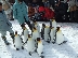 旭山動物園のペンギンの行進